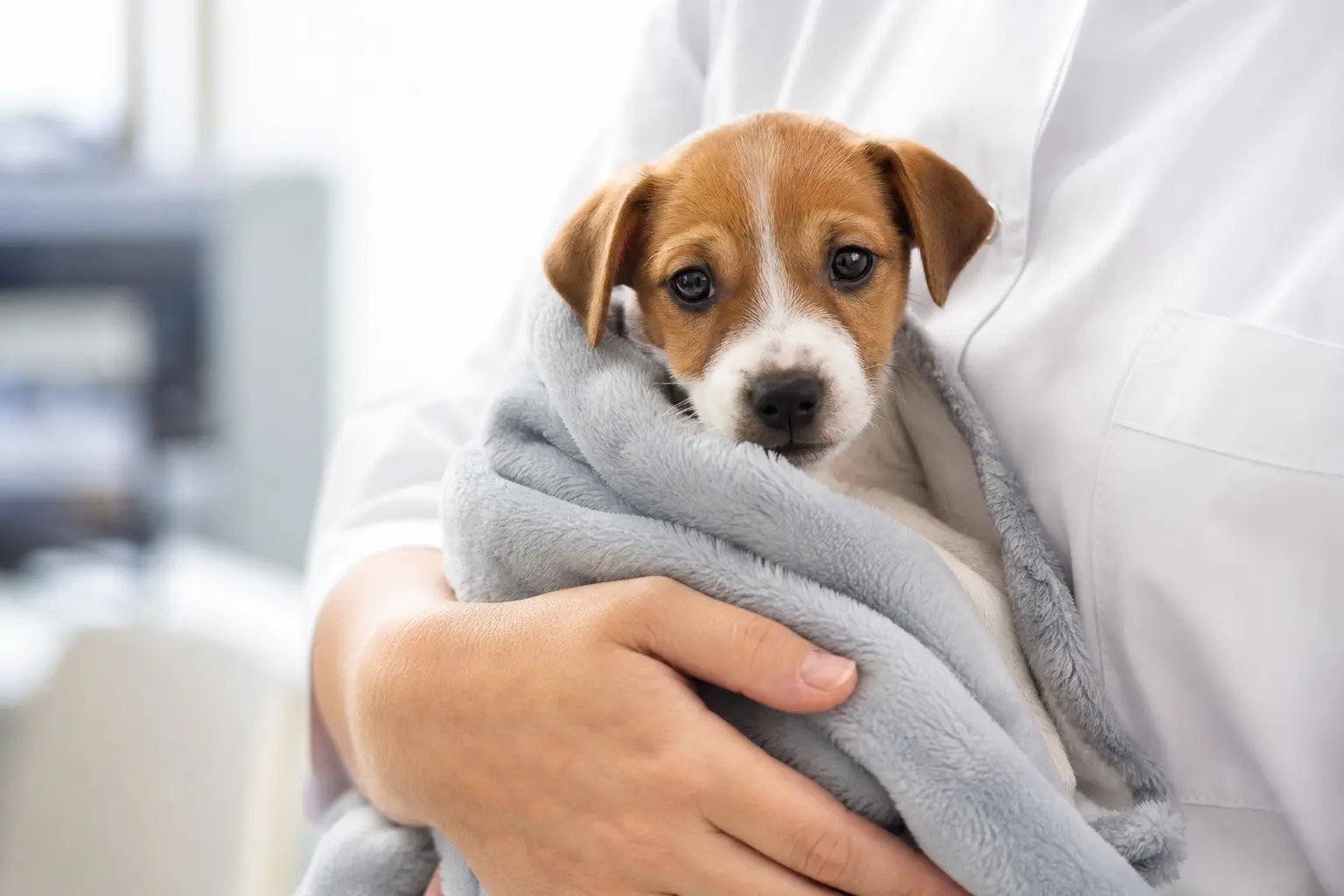 Cachorro sendo acolhido com cuidado por um profissional