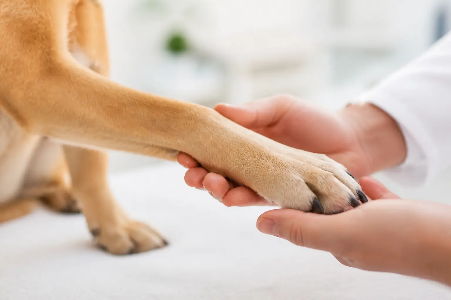 Cachorro apoiando o peso em três patas durante avaliação veterinária