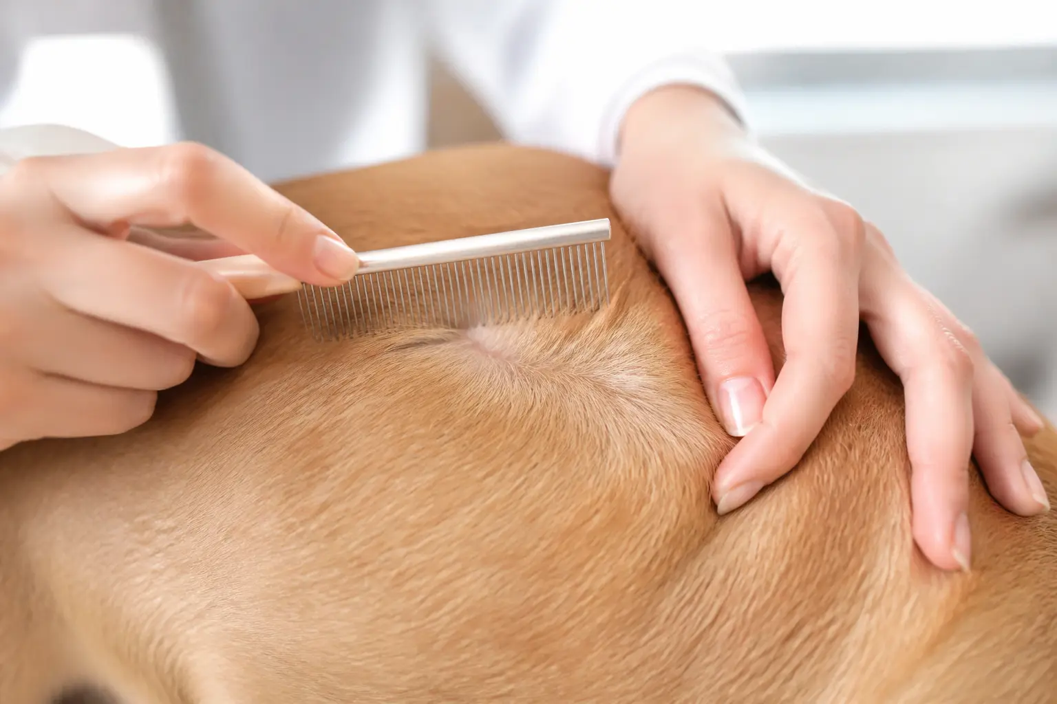 Cachorro sendo examinado com pente fino durante consulta veterinária